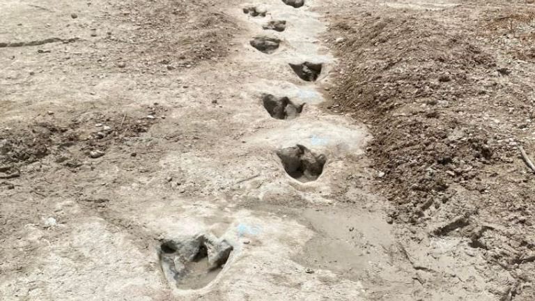 انخفاض مستويات المياه والجفاف يكشف أثار أقدام عملاقة لديناصورات عمرها 113 مليون عام في ولاية تكساس الأمريكية.