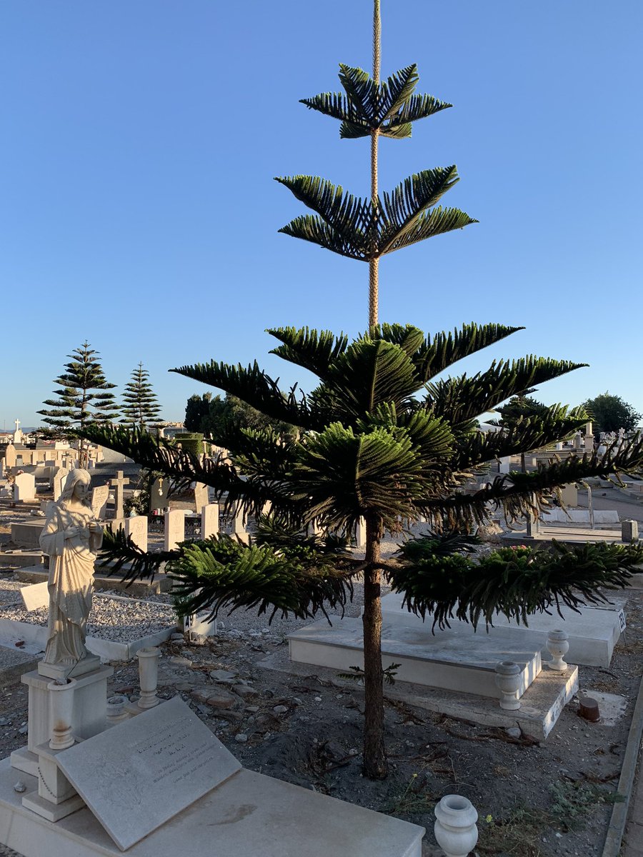 Good to see more pine tree planted at the NFC, makes a change from the amount of habitat destruction in recent years #Gibraltar