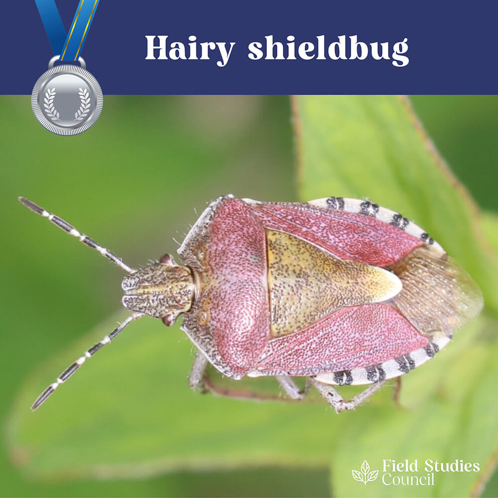 FieldStudiesC's tweet photo. 🐬 Win a Pack of Wildlife Guides 🐬
Take a photo of nature & share your images with us using #FSCfinds
🌱 We will pick 3 winning photos to be announced at the beginning of September
🥈 This weeks Silver Level Find: Hairy Shieldbug
Competition Ts&Cs https://t.co/OEvVXsqb15 https://t.co/ZoaKVfxB4B
