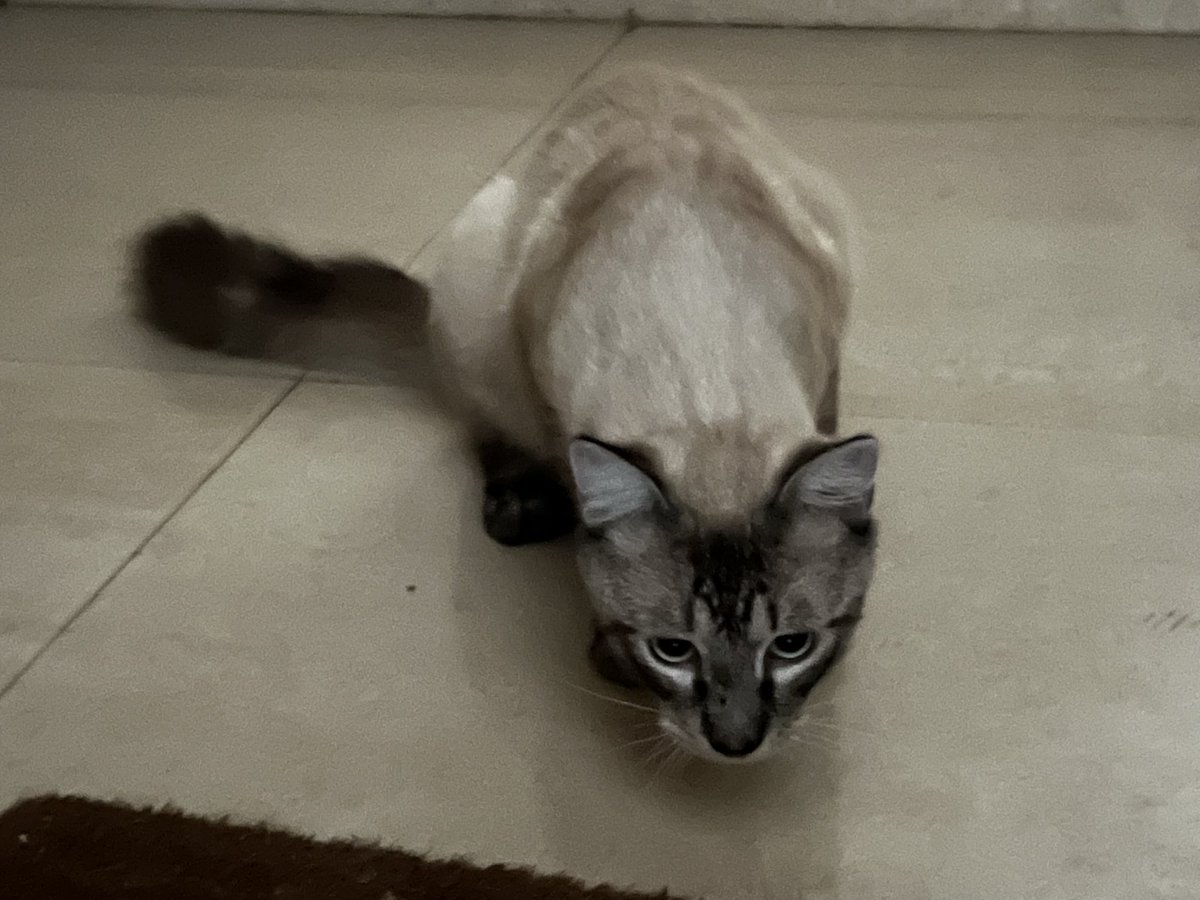 Dakhel خارج Dakhel Kharej Twitter