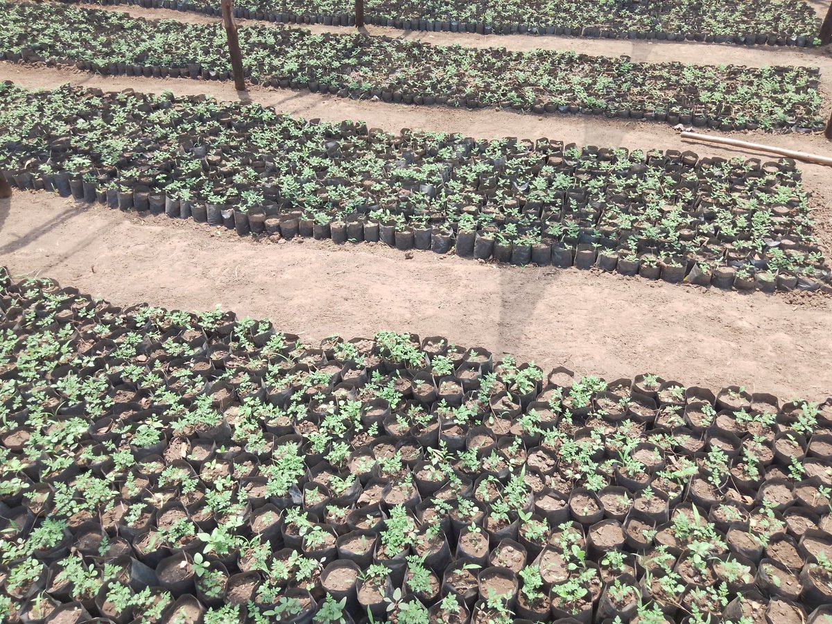 RECOR_Rw's tweet photo. #TERRAMATCH, seedlings are taking shapes already and still adding other avocados seeds. Commitment for #RESTORATION . @onetreeplanted @restoreforward @EnvironmentRw @REMA_Rwanda @BugeseraDistr @GovernanceRw https://t.co/nadT3phDWU