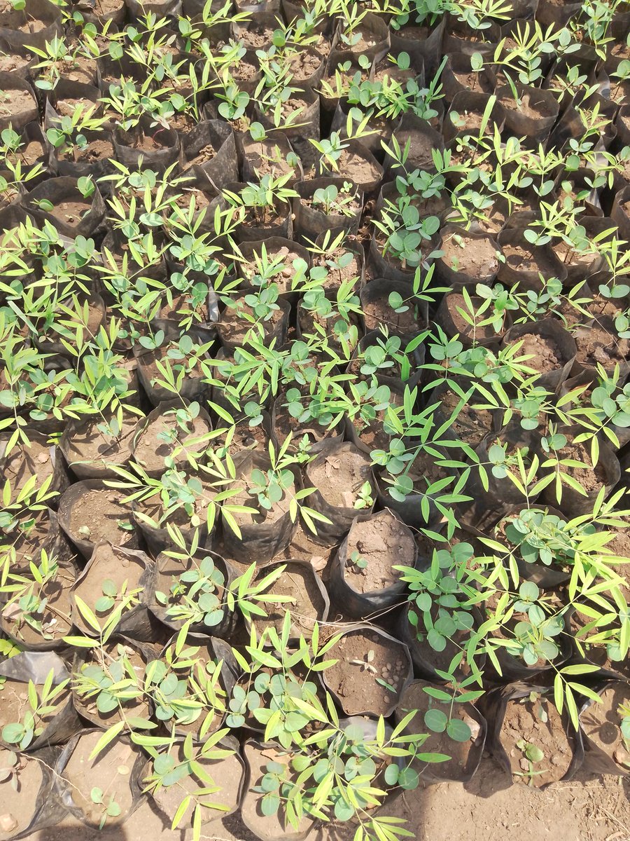 RECOR_Rw's tweet photo. #TERRAMATCH, seedlings are taking shapes already and still adding other avocados seeds. Commitment for #RESTORATION . @onetreeplanted @restoreforward @EnvironmentRw @REMA_Rwanda @BugeseraDistr @GovernanceRw https://t.co/nadT3phDWU