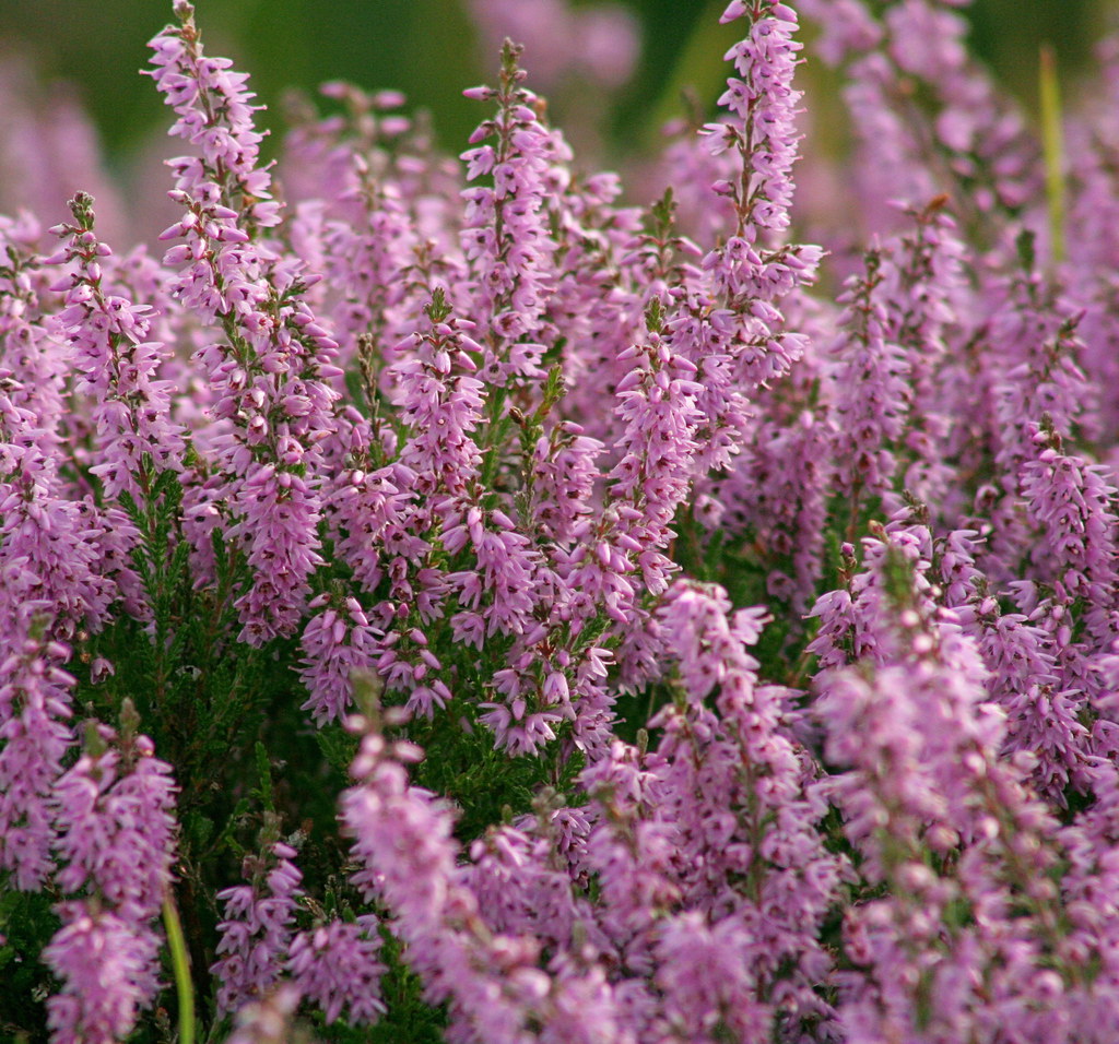 DualchasCeilte's tweet photo. The 'secret' of making Heather Ale is the topic of our latest blog post! Check it out here: https://t.co/9mviQoHN0j
#folktales #folktaleindex #ATUindex #scottishfolktales #heatherale https://t.co/xFDtcjgwr7