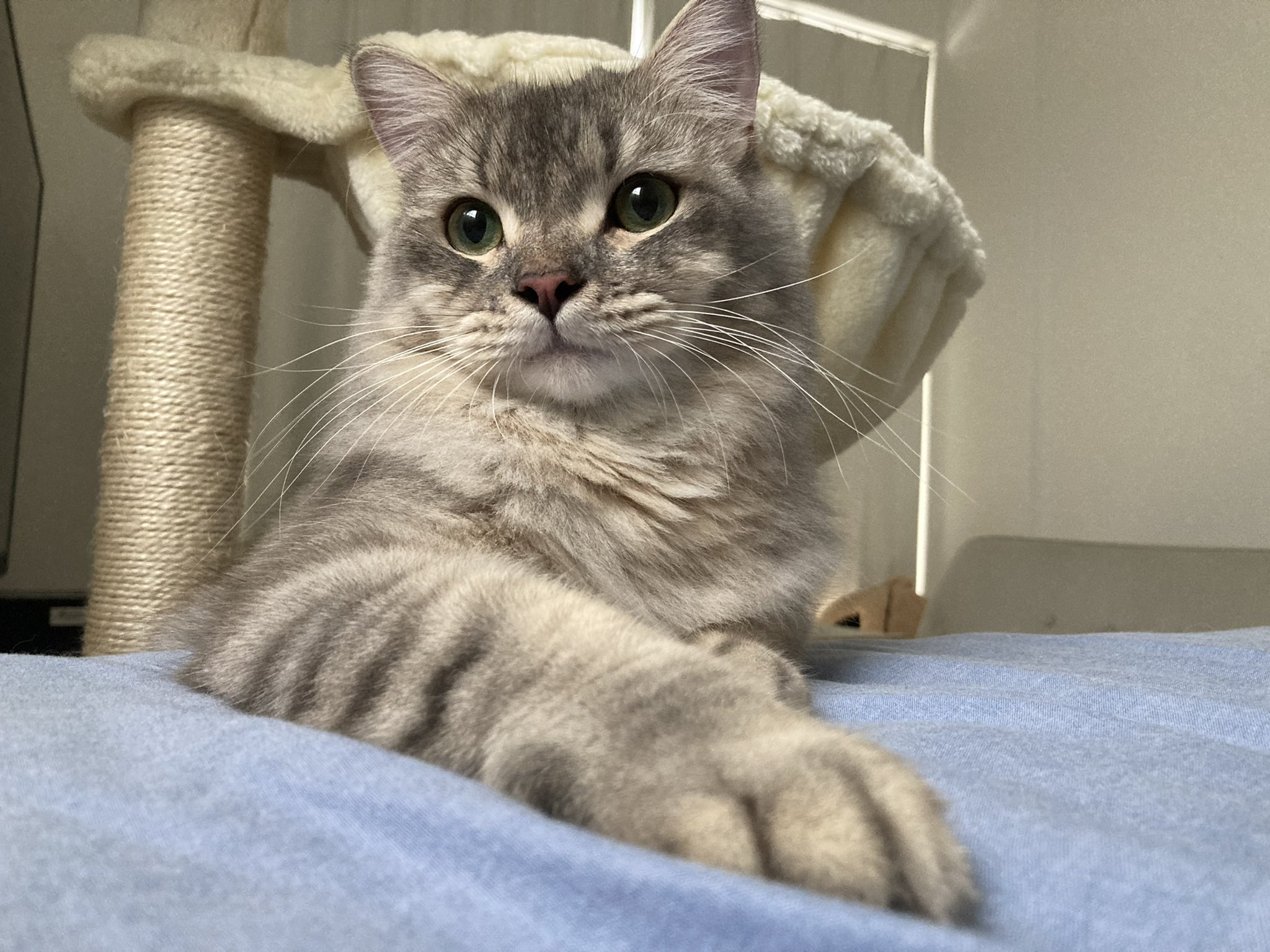 ちょびくん サイベリアン Chobicat 0616 Twitter