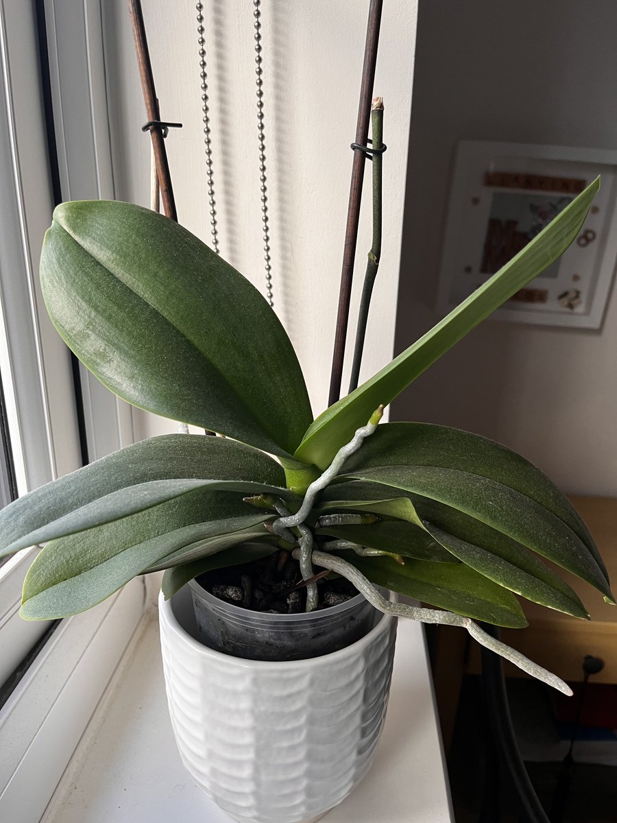 LOHASRecycling's tweet photo. Showcasing the use of our pellets of fermented chicken manure on an orchid plant indoors. Fermented chicken manure pellets by Garden Pal can be used both indoors and outdoors.🎉👀🌳 #orchid  #chickenmanureismagic #fertilizer 
Available today at : https://t.co/5oA41rwRjA https://t.co/P8LoTSJ1cp