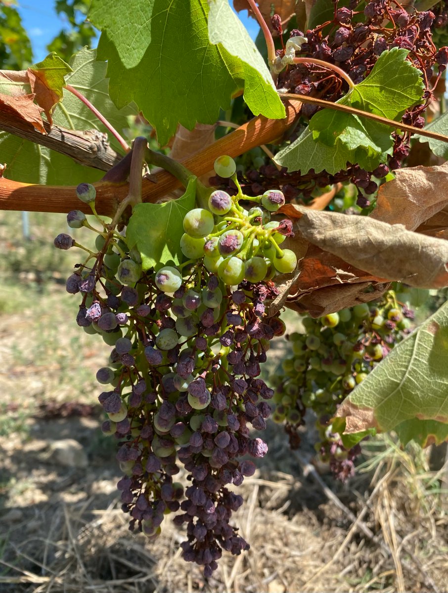 The drought has never been this bad in Tokaj before, but the result should be some exceptionally concentrated and mineral wine.