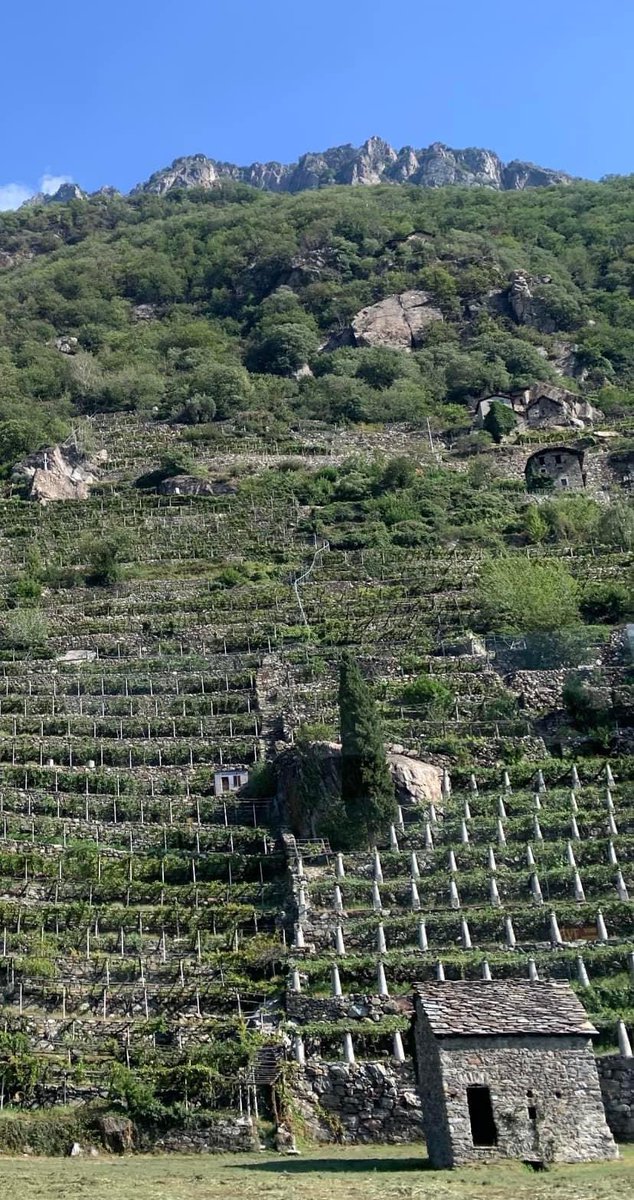 Sara Missaglia tweet media