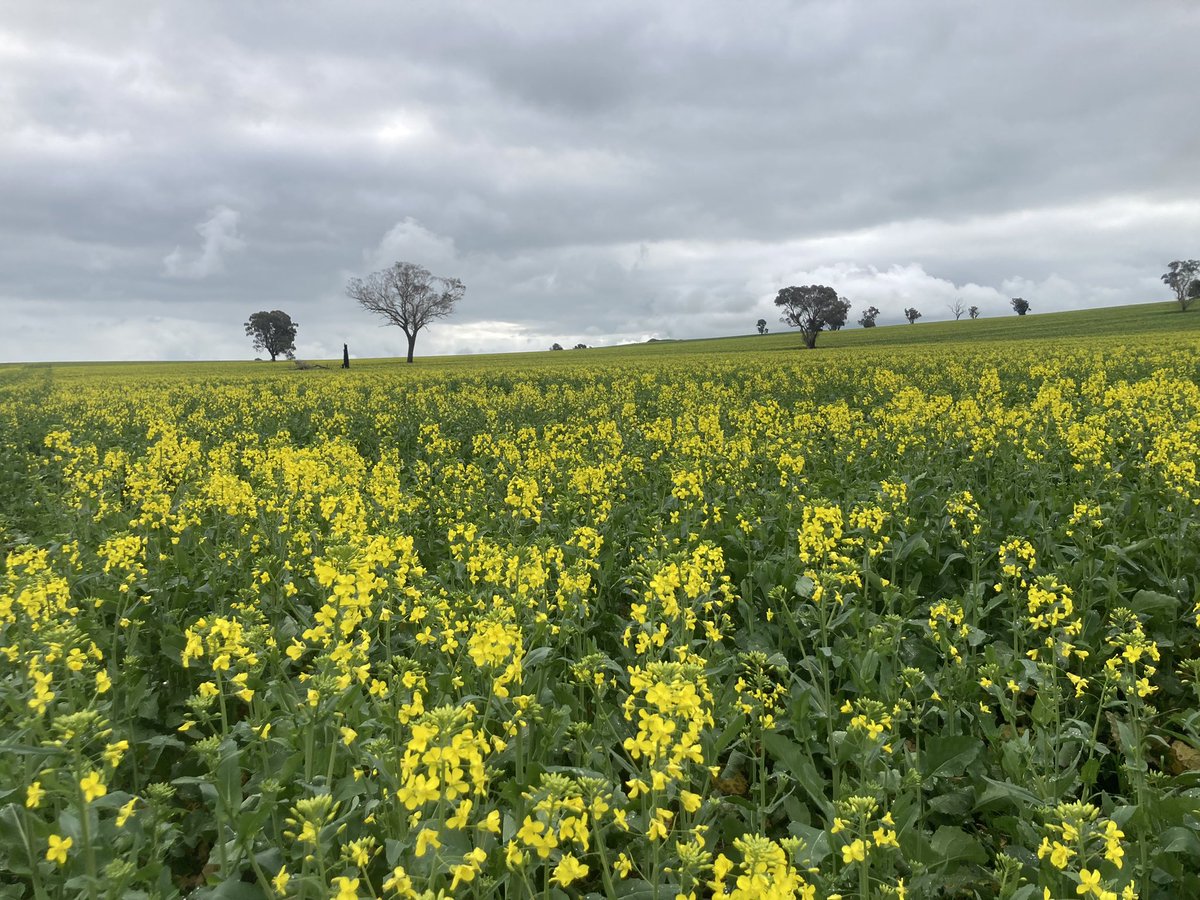 GrowmoreAg's tweet photo. HyTTec Trifecta ready for a Sclerotinia fungicide applicationβ¦ and now we just have to wait for suitable conditions for the βοΈ
#Canola22 #GrowmoreAg https://t.co/7Uh7oRLHqQ