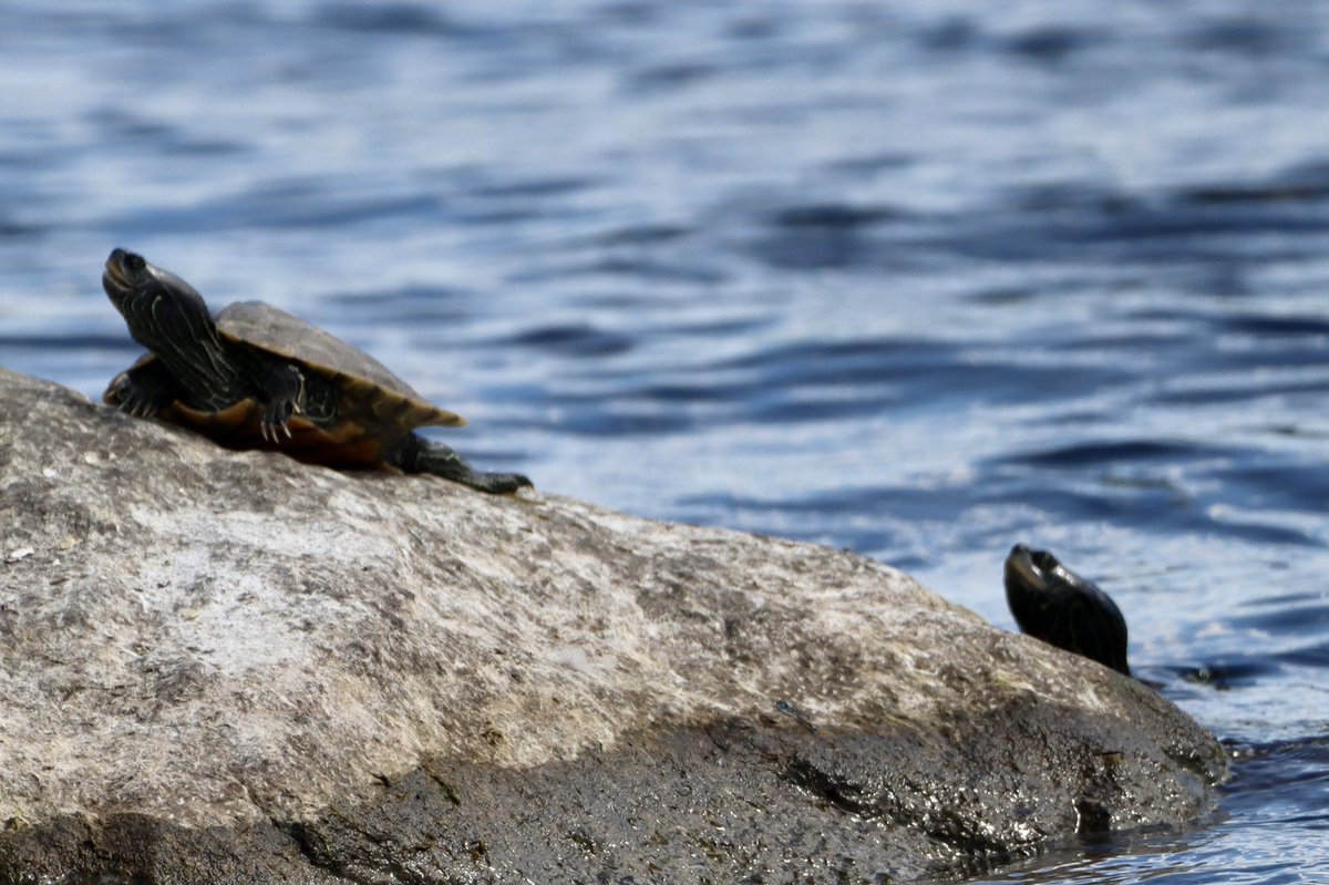 CatharineYogi's tweet photo. Hello #Thursday 🐢 these are Northern Map Turtles, a distinctive ridge down the centre of the shell! Who knew? #turtle #turtles #northernmapturtle #NaturePhotography #TwitterNaturePhotography #TwitterNatureCommunity 🐢❤️ https://t.co/y5qoWbuGmP