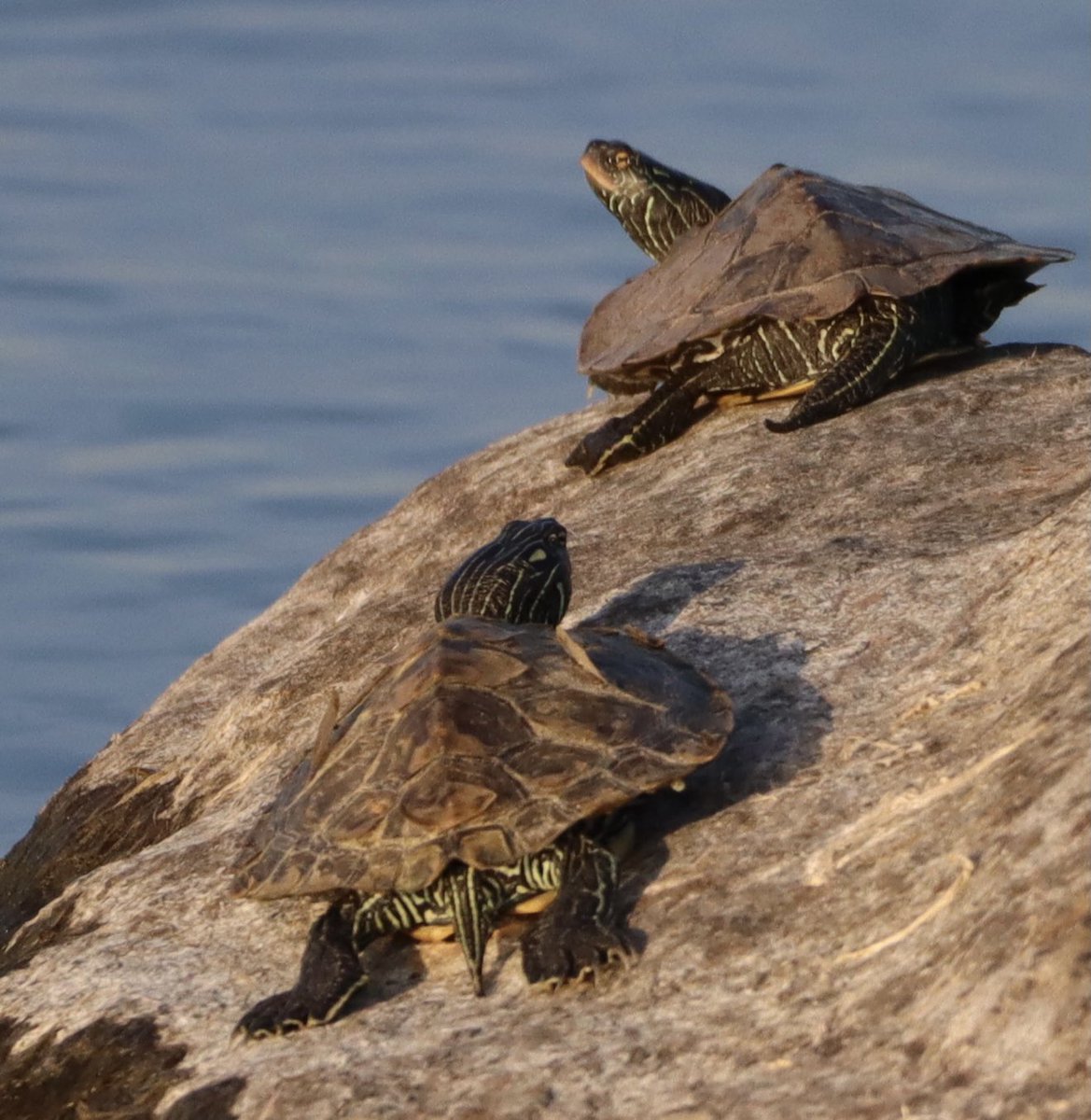 CatharineYogi's tweet photo. Hello #Thursday 🐢 these are Northern Map Turtles, a distinctive ridge down the centre of the shell! Who knew? #turtle #turtles #northernmapturtle #NaturePhotography #TwitterNaturePhotography #TwitterNatureCommunity 🐢❤️ https://t.co/y5qoWbuGmP