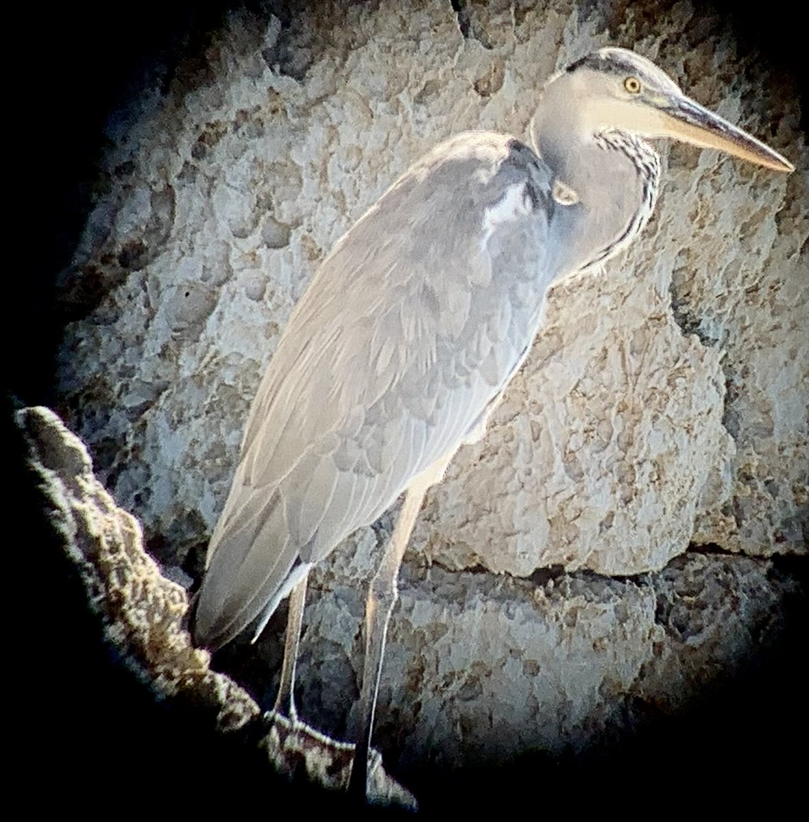 Digiscoped record shot of Grey heron now at Europa point, with 2 others seen at Rosia bay this AM #Gibraltar