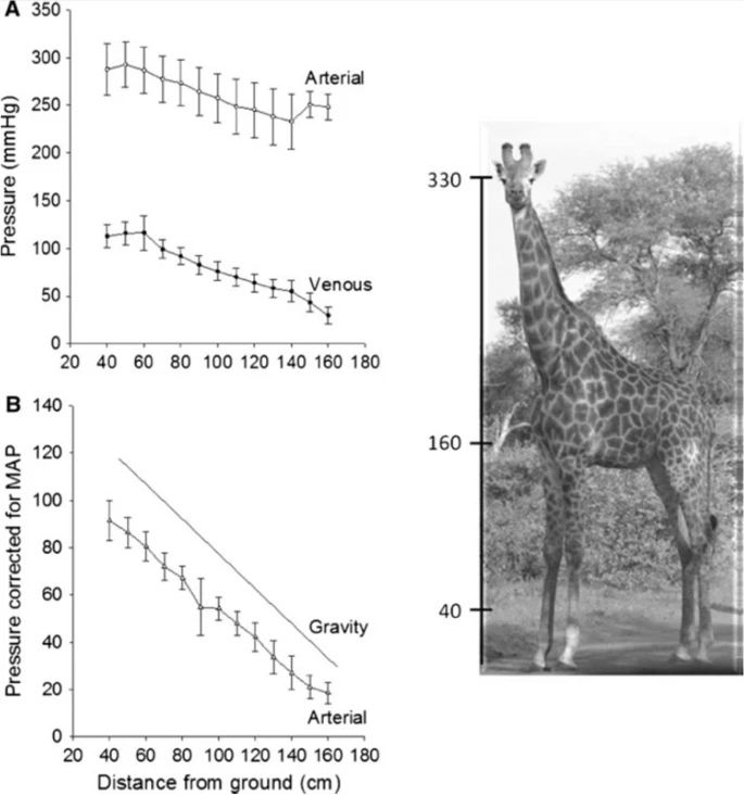 Tobias_Wang_AU's tweet photo. A short review on the cardiovascular challenges imposed on giraffes by gravity
https://t.co/sgpqmTv2Nr https://t.co/cbIMfDQVem
