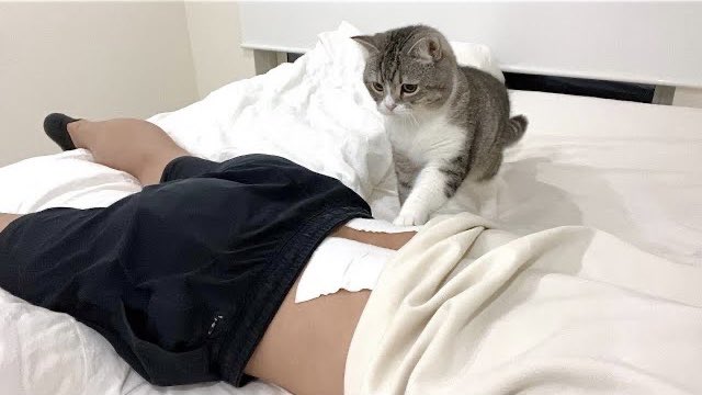 もちまる日記飼い主の職業や推定年収は 正体を顔バレ画像付きで紹介 Catハウス