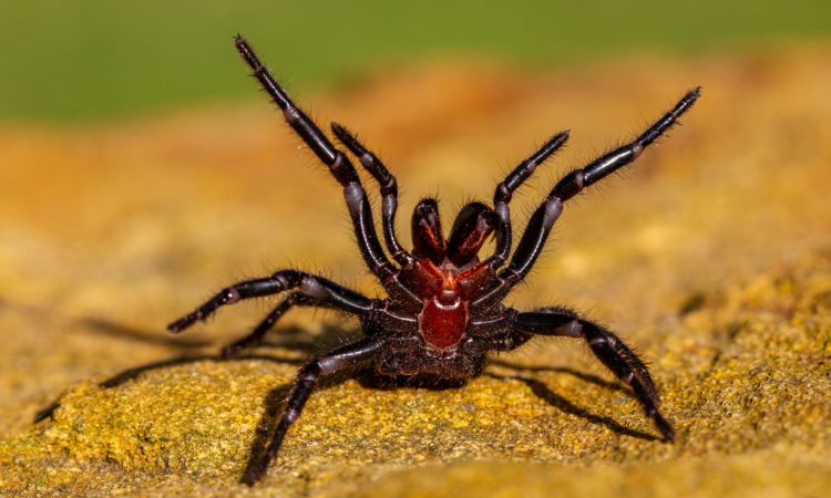 DDWJournal's tweet photo. Spider venom to treat heart attacks? Australian centre examines new drug discoveries
https://t.co/Zcav69b51K
@ARC_CIPPS https://t.co/8KnxxGwZDG