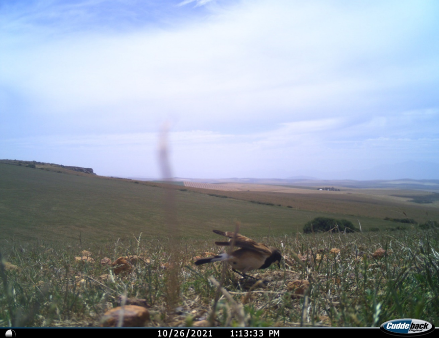 AbbJournal's tweet photo. New paper published today:
Sanjo Rose reports on what is probably the first recorded observation of an above-ground nest for cavity nester, Capped Wheatear Oenanthe pileata. https://t.co/sJtYU2IrRf
Pic: Sanjo Rose
#NEST 
#habitat
#birdbehaviour https://t.co/VzfxSI2G2h