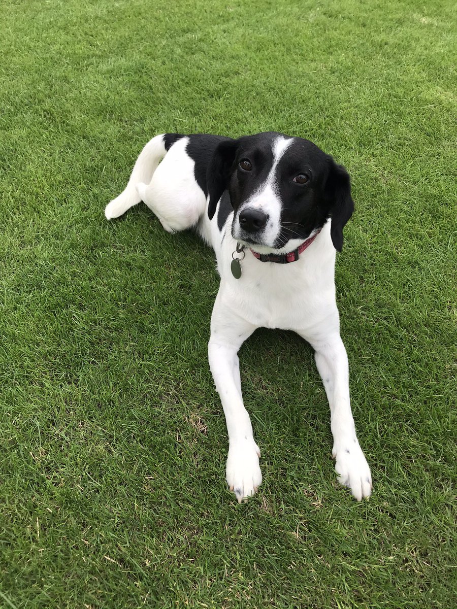 gally1137's tweet photo. This dog is a doppelganger for Charlie❤️ https://t.co/VaofUUNjXp