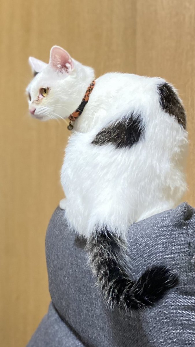 kousukeee66's tweet photo. 下妻市高道祖で飼っていた猫が脱走しました
見かけたら教えてください
緑のハーネス、首輪オレンジヒョウ柄
左目に傷あり

#猫のいる暮らし 
#猫 
#拡散希望 
#猫脱走 https://t.co/vhXCrInYlf