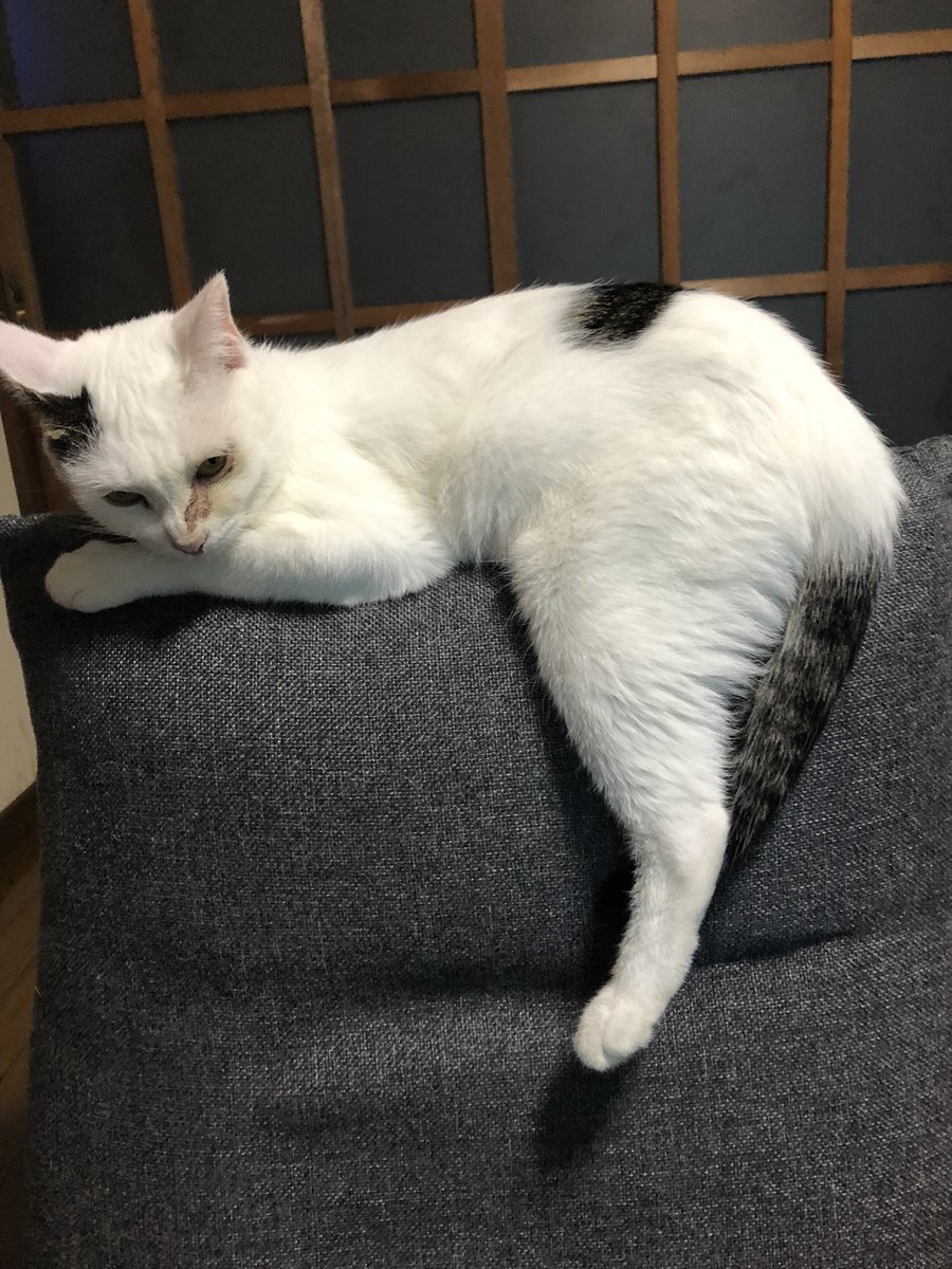 kousukeee66's tweet photo. 下妻市高道祖で飼っていた猫が脱走しました
見かけたら教えてください
緑のハーネス、首輪オレンジヒョウ柄
左目に傷あり

#猫のいる暮らし 
#猫 
#拡散希望 
#猫脱走 https://t.co/vhXCrInYlf