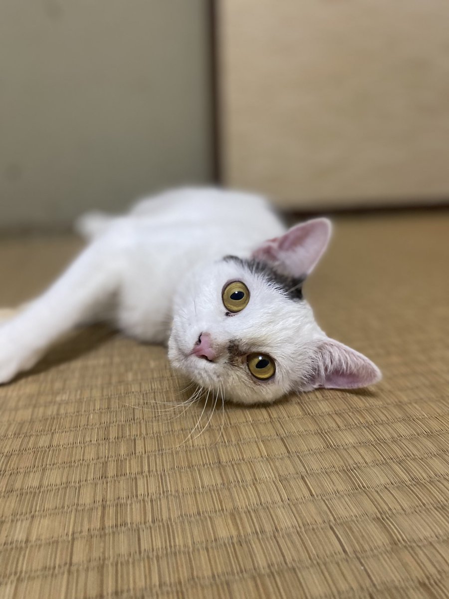 kousukeee66's tweet photo. 下妻市高道祖で飼っていた猫が脱走しました
見かけたら教えてください
緑のハーネス、首輪オレンジヒョウ柄
左目に傷あり

#猫のいる暮らし 
#猫 
#拡散希望 
#猫脱走 https://t.co/vhXCrInYlf