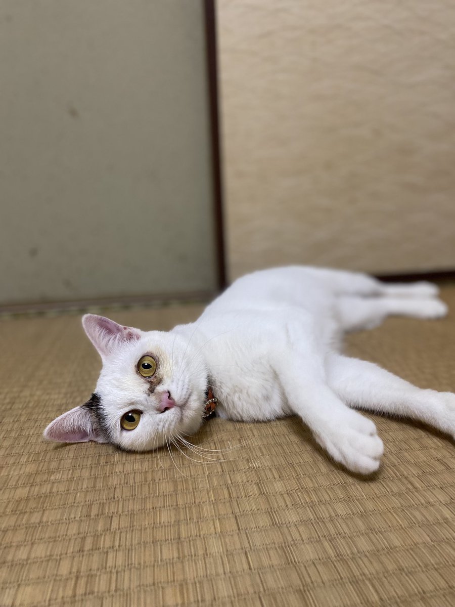 kousukeee66's tweet photo. 下妻市高道祖で飼っていた猫が脱走しました
見かけたら教えてください
緑のハーネス、首輪オレンジヒョウ柄
左目に傷あり

#猫のいる暮らし 
#猫 
#拡散希望 
#猫脱走 https://t.co/vhXCrInYlf