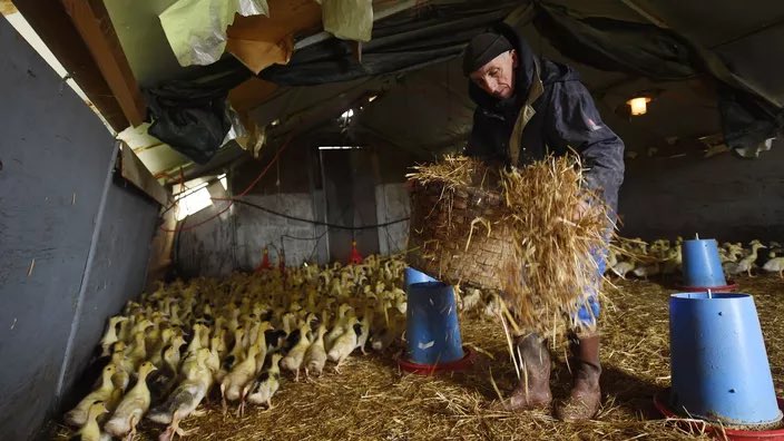 Contre l’#influenzaaviaire, les éleveurs de canards prévoient un mois d’arrêt cet hiver.

➡️ vide sanitaire : 500 000 🦆 absents des élevages
📍68 communes du #SudOuest
📆 15/12 au 15/01

Réponse de l’État attendue.

bit.ly/3Tg0mm8 via @20Minutes #foiegras #planAdour