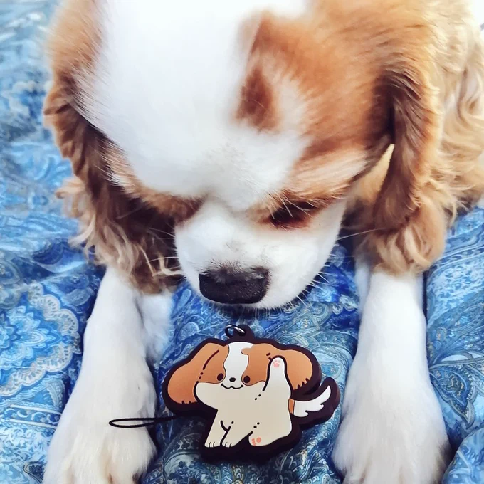 #元気なキャバリア カプセルトイのサンプル届いた すべすべしててかわいいね…2枚目はキャバリア飼ってる人にしか伝わらないサイズの比較です 