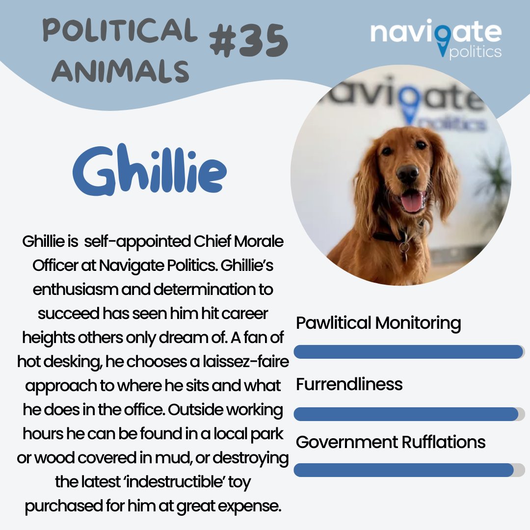 NavigatePol's tweet image. #Ghillie #GhillietheDog #politicalmonitoring #pawliticalmonitoring #dog #dogs #dogofinstagram #dogsofinstagram #dogsofinsta #dogoftheday #dogstagram #pets #petsatwork #officepets #dogsatwork #dogsintheworkplace #officedog #politics #navigatepolitics