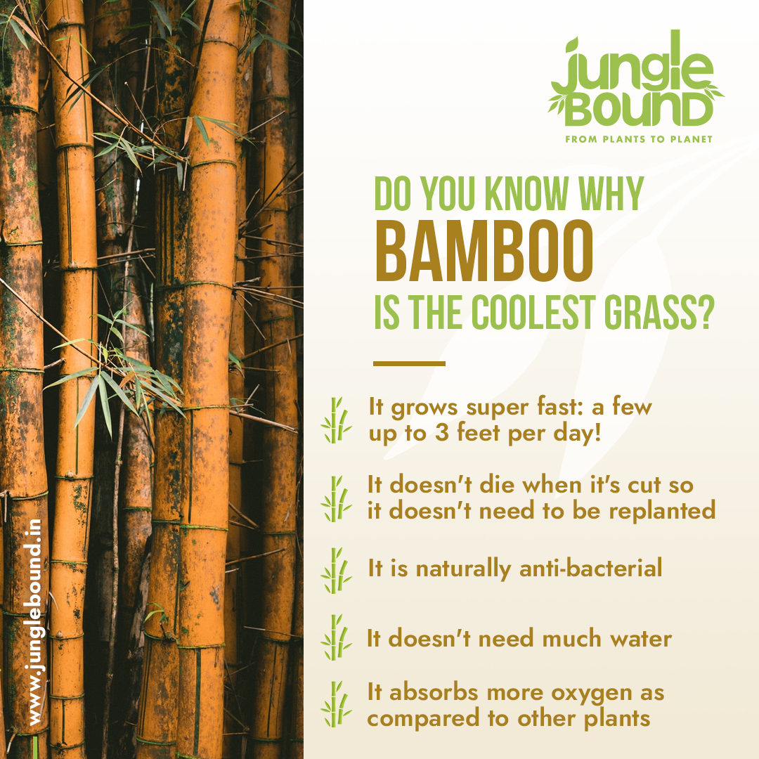 jungleboundin's tweet photo. Visit us on https://t.co/JgPbkqI7wu
 for more interesting facts.
.
#junglebound #bamboo #bamboograss #bambooplant #reclaimedwood #wood #plants #recycle #impact #choosesustainability #nature #savetheplante #greenery #sustainableproducts #ecofriendly #pollution #gogreen https://t.co/I3aQF1wyJo