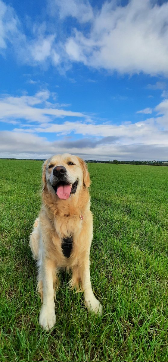 Good morning! 🌞 Sending you a golden smile to improve your day 😃 😊 #GoldenRetrievers #dogsoftwitter