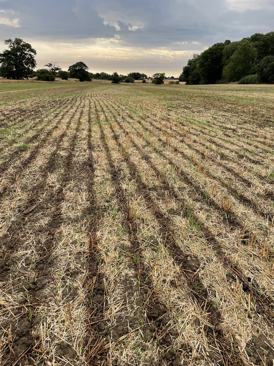 WantisdenHallFa's tweet photo. Digestate going onto OSR in the hope it will start growing!! No rain here yet either! 🤦♂️ #rain #eastsuffolk #bigkit #OSR https://t.co/8zYMrA7JVe