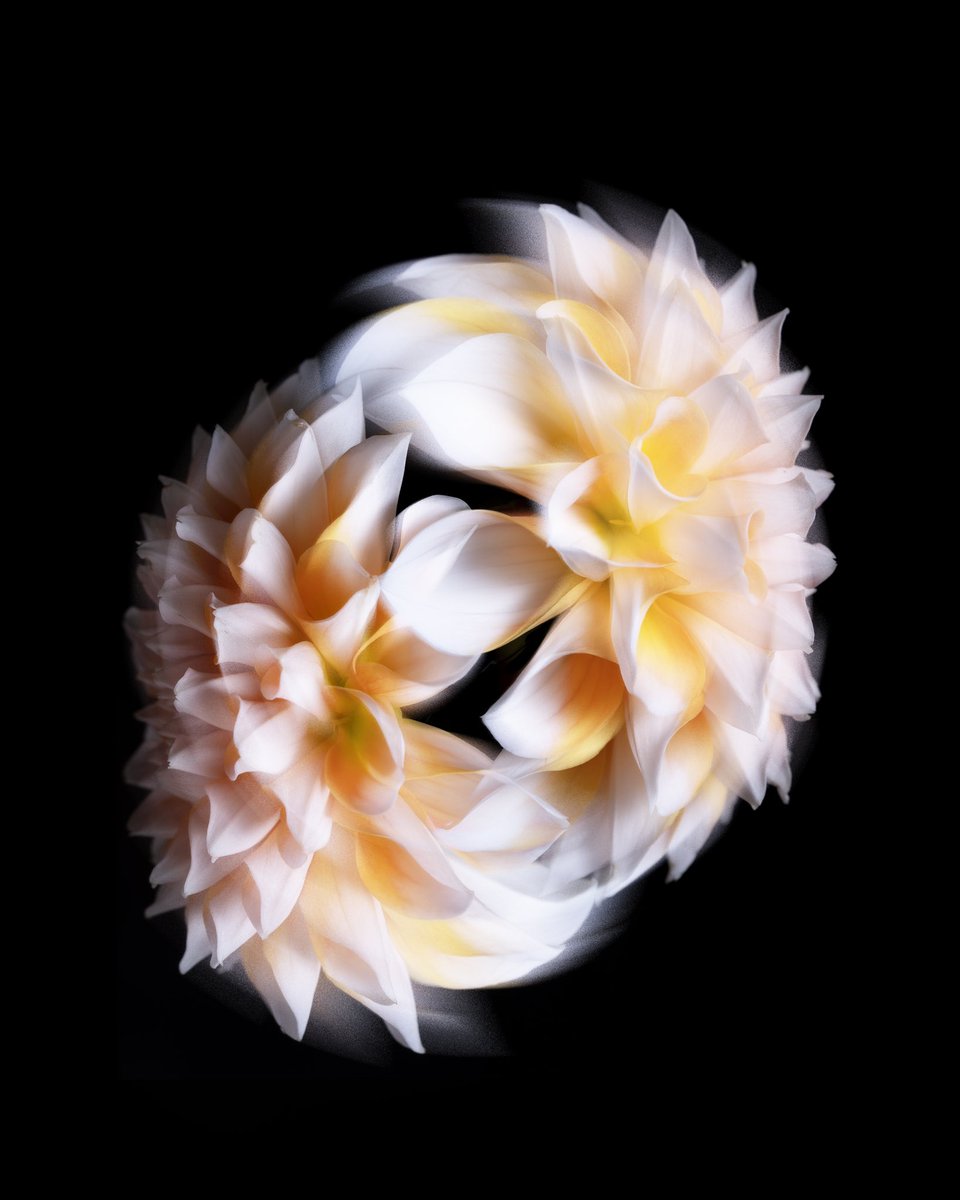 flovvers_io's tweet photo. Dahlias bloom from early summer to fall. Countless varieties of dahlias have been produced as a result of repeated breeding.
初夏から秋に開花期を迎えるダリア。品種改良が重ねられ、数えきれないほどの品種のダリアが作出されているお花。
#Dahlia #ダリア
#flovvers #フラバーズ https://t.co/1C1IV84F7Y