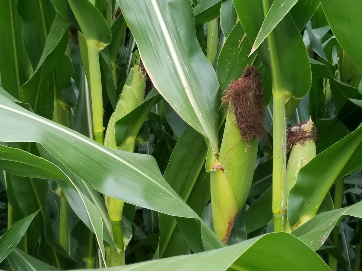 New Burrus 7F33 VT2P at 114 RM  is consistent. Consistent ears size leads to consistent yields! #Thinkburrus
