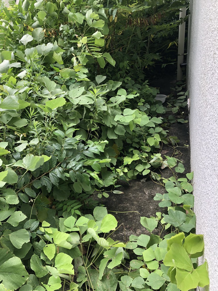 aue_cat's tweet photo. 今日は雨も降っていたのでチャパチさんには会えませんでした😢
餌場は荒らされることはなく、完食されていました。 https://t.co/4GdlTz26et