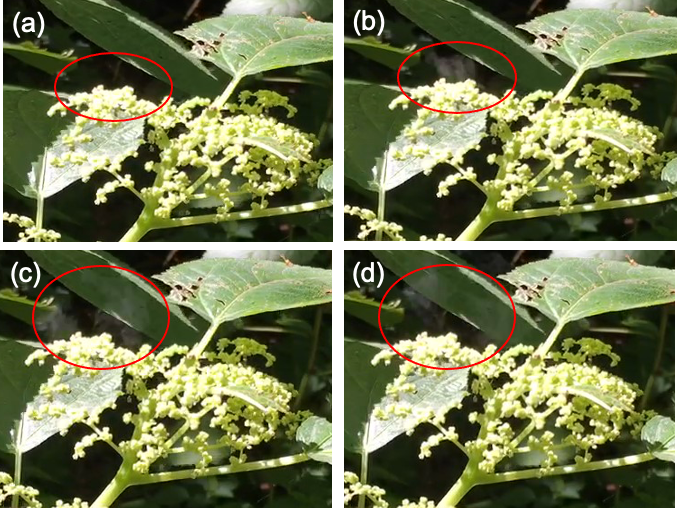 PlantSpeciesBio's tweet photo. Explosive wind-#pollination in a monoecious plant, Laportea bulbifera (Urticaceae)
Ryutaro Tsujimoto, Masashi Ohara
https://t.co/4m4MPAdYZL
#selfpollination #ムカゴイラクサ https://t.co/rSVGDxyhYT
