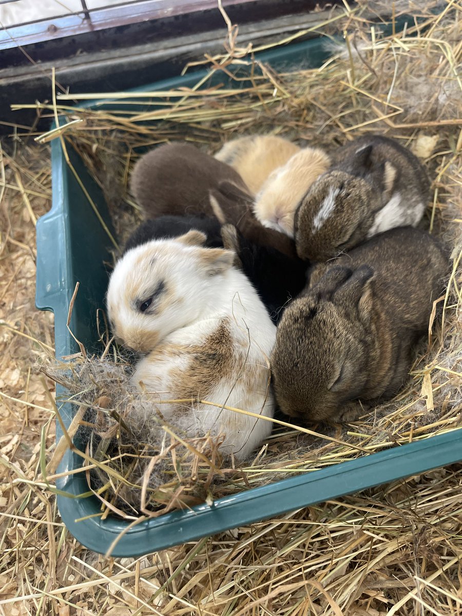 6 very cute little guests in my classroom for another couple weeks 🐰 #toocute