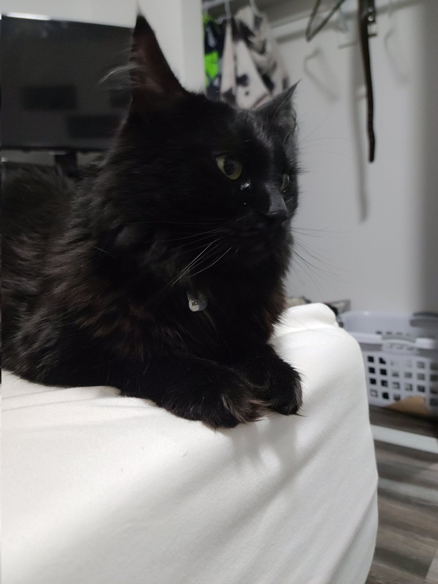 SirKingsleyCat's tweet photo. Goodbye Jimmy https://t.co/uELpvN2mPW