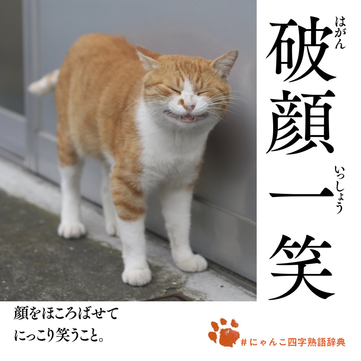 猫写真家 沖 昌之 (MASAYUKI OKI) on X: