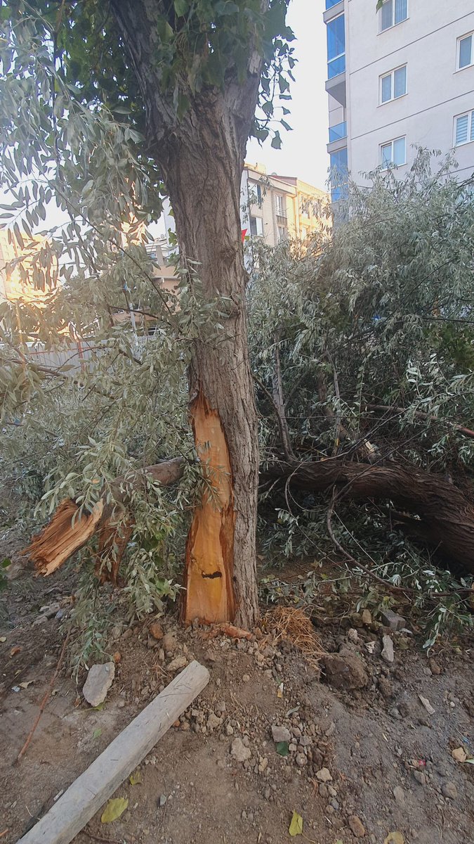 CHP budur
Park yapacak kaç yıllık ağacı kesiyor benim bildiğim parklara agaç dikilir