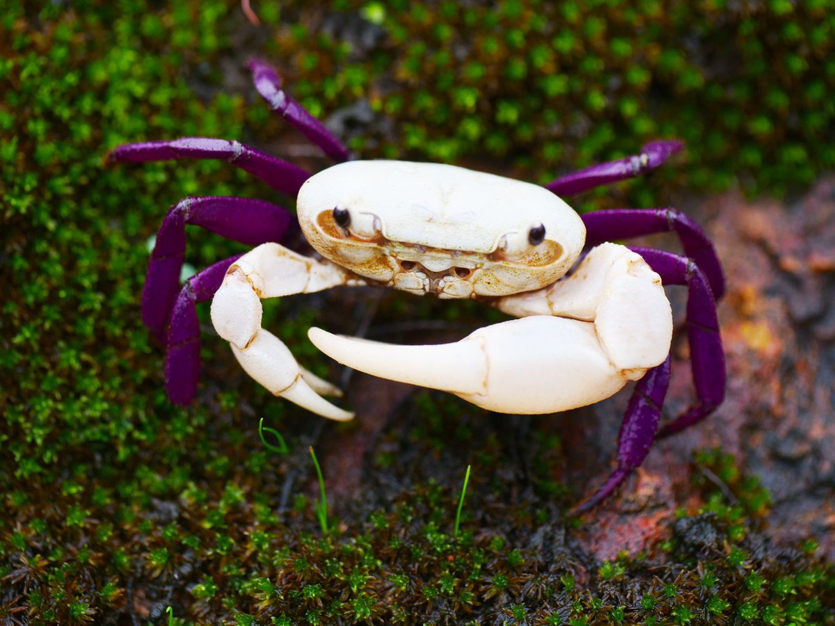 kanara_kfd's tweet photo. Ghatiana dvivarna, a new species of crab is recognised in Idagundi Range, Yellapur Division. Sri. Parashuram Bhajantri, the Forest Guard is associated with the identification of the species along with scientists from ZSI.@KFD_aranya @aranya_kfd_k @CirKfd @kfdmysorediv https://t.co/SXbbU6e2hx