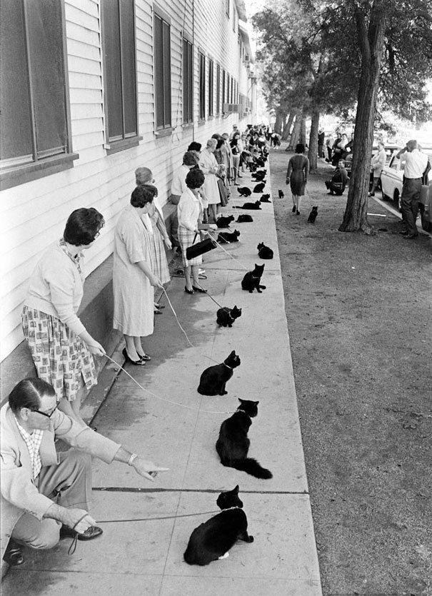 alisonmartino's tweet photo. Black cat auditions for the film TALES OF TERROR in 1961

In honor of Black Cat Appreciation Day… https://t.co/miu75RA6oK