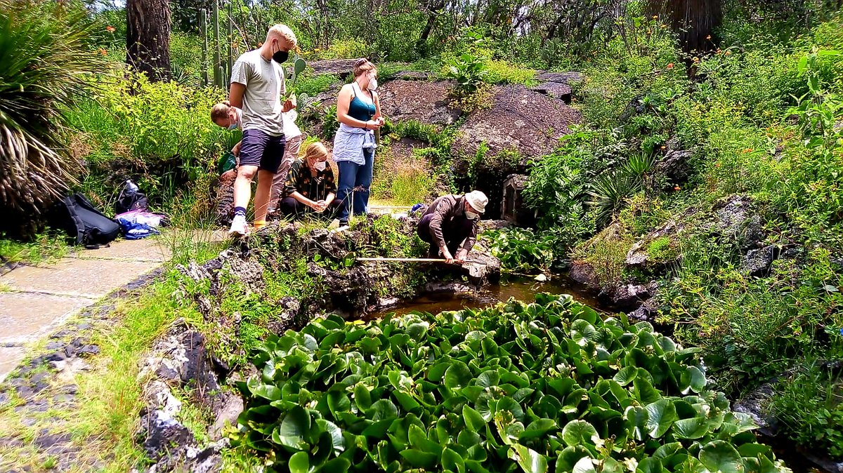 LisiPerezBiogeo's tweet photo. Day 4: our #biodiversity field course officially started in the #Botanicalgarden of the #UNAM! Credits: Itzel Sigala #biogeoscience #biodiversity #urbanecology #plankton #benthos #biology #jardinbotanicounam #repsa #unam #ciudaddemexico #mexicocity #mexico🇲🇽 #tubraunschweig https://t.co/NCaNC81yqZ
