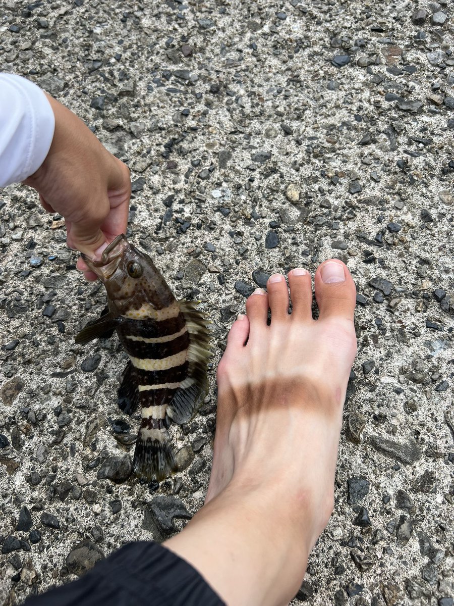 足とお揃いの柄のアオハタ🥲🐟🐟 wwwww