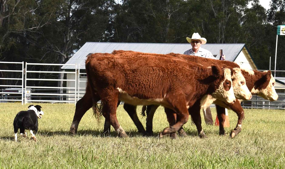 SusannaFreymark's tweet photo. Working dog champ Robert Johnston has died in a farming accident in #tatham. He was a giant in the working dog world and will be greatly missed.
https://t.co/kae36Cr581 https://t.co/SZDrIymCtM