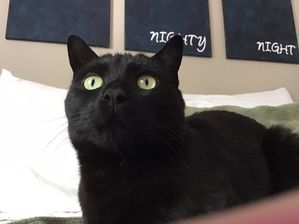 HenrythePanther's tweet photo. It’s #BlackCatAppreciationDay so appreciate me already. https://t.co/GkWd7J1iaC