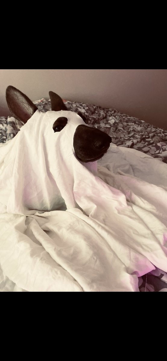 YukiYoChan1's tweet photo. Back at it again. Let's make my house better! #minecraft #LetsGo #TwitchStreamers #twitch 
https://t.co/7HlOZo7VIa

P.S. Here's a cute picture of my dog dressed up for Halloween a few years ago. #germanshepherd #cutedoggie #cute https://t.co/BOJlzC8xWC