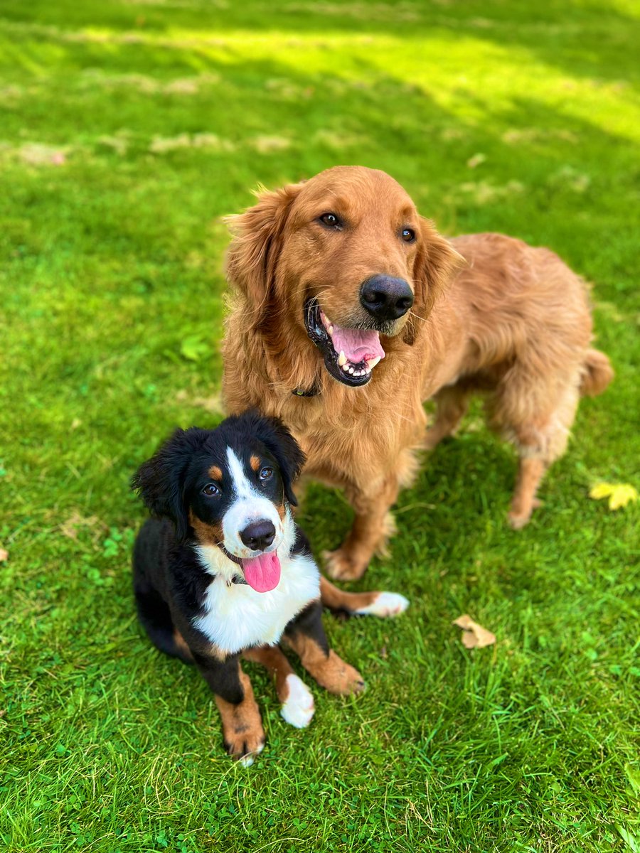 _amaya424's tweet photo. Todays discovery:  my pups love frozen watermelon🤪🐾 https://t.co/7gf2qEbYqV