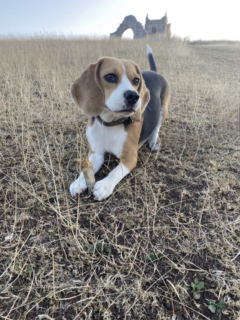 MoochMooch19's tweet photo. I is on my holibobs so I has done my bestest looking deep thinking pose. #barrowmump #beagles https://t.co/x4PZ7kz1ck