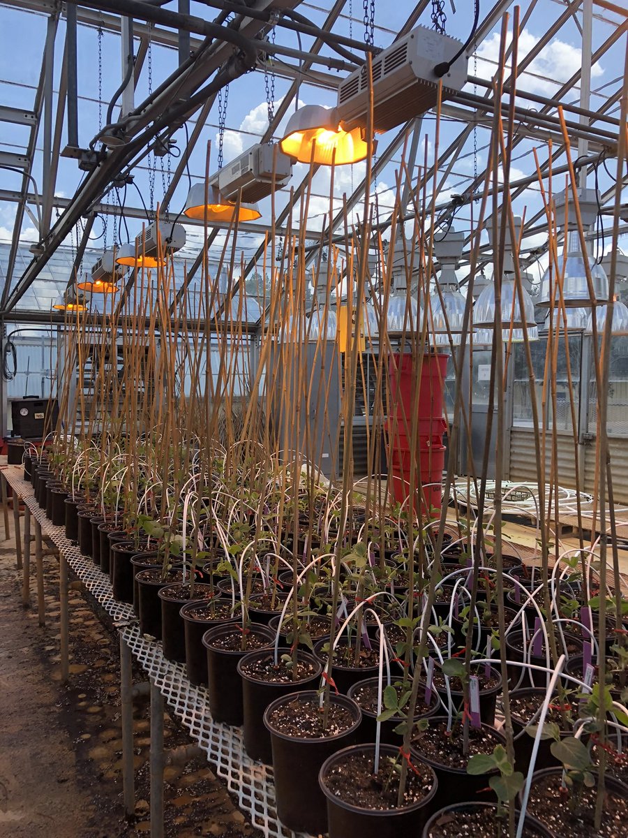 In at least one Peking genotype, there is a unknown rj2 nodulation allele gene on chr16 (duplication). peking is also a mutant for a certain ku protein, bak1, and rj4. There are also at least 7 « peking » in GRIN, and considering older names like « sable », over 10 accessions.