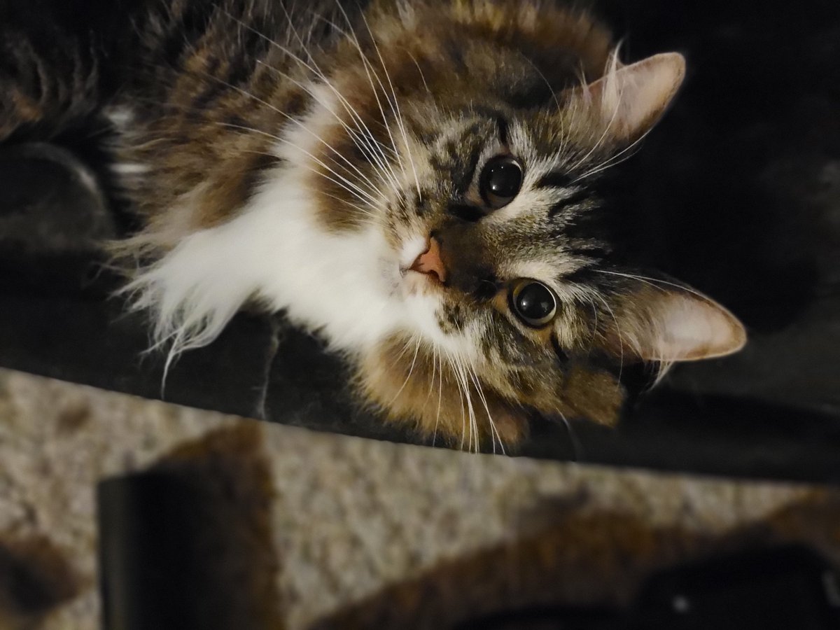 EGOTKittens tweet media