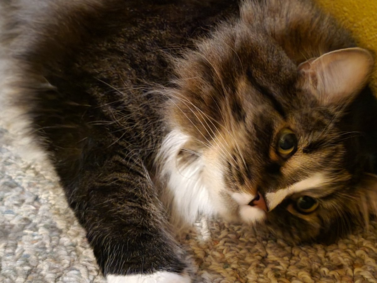 EGOTKittens tweet media